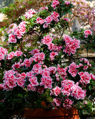 Fototapeta na wymiar Pink Rhododendron flowers in garden. Huge Rhododendron bush with pink blossom. Beautiful blooming texture background.