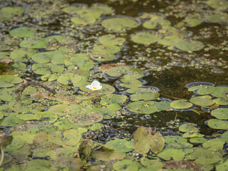 Hydrocharis blooms on an overgrown forest lake