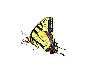 Butterfly vector illustration on white background