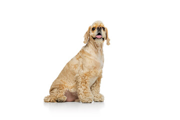 Full-length portrait of golden color purebred dog, Cocker Spaniel isolated on white studio...