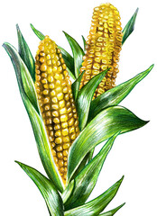 Set. Corn oil and grains. Healthy lifestyle. Proper nutrition. Cobs and a bottle of oil. Watercolor drawning.