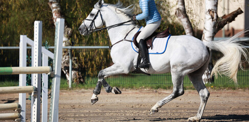 Jumper white, galloping before jumping obstacle..