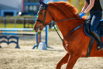 Red-brown jumping horse in gallop with rider, head portraits with body approach from the side..