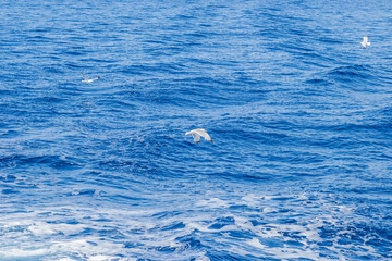 Naklejka premium White seagulls fly in the blue sunny sky above the crystal blue sea.