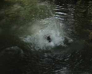 people drowning in natural water basins