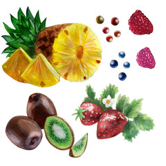 Watercolor drawing pineapple, kiwi, strawberry, raspberry, berries
