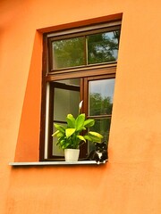 Cat sitting in window with plant in flower pot. Orange house with cat.