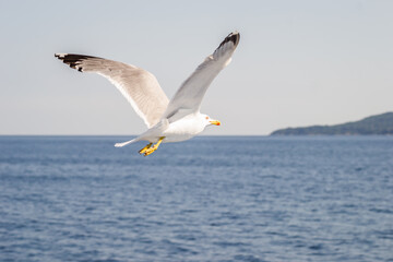 A sea gull with a full wingspan soars in the clear blue sky.