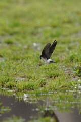 swallow in flight