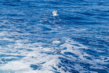 Naklejka premium White seagulls fly in the blue sunny sky above the crystal blue sea.