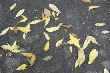 View of fallen leaves of ash tree on wet asphalt from above in october