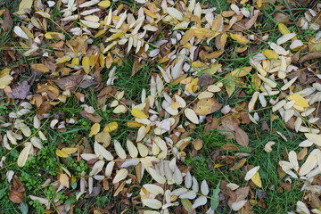 Grass covered with fallen leaves of Sophora japonica in mid November