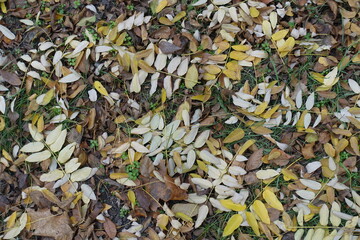 Multicolored fallen leaves of Sophora japonica on the ground in mid November