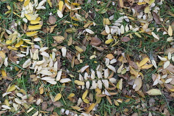 Sophora japonica fallen leaves on green grass in mid November