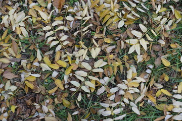 Yellow and brown fallen leaves on green grass in mid November