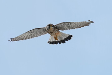 common kestrel in flight