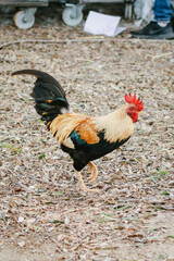 rooster in the farm