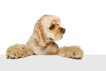 Close-up face of beautiful cute dog, Cocker Spaniel posing isolated on white background. Concept of motion, pets love, animal life.