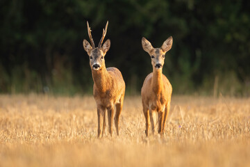 roe deer, capreolus capreolus, buck and doe in courtship on a stubble field from front view. Mammal with large antlers in mating season looking into camera.