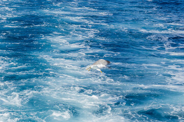 Naklejka premium A sea gull with a full wingspan soars in the clear blue sky.