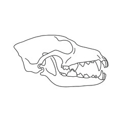 Predator skull. Animal anatomy vector, outline illustration.