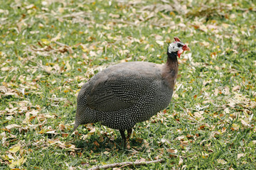 peacock in the grass