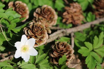 Tannenzapfen auf Waldboden
