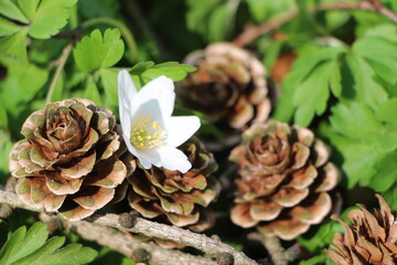 Tannenzapfen auf Waldboden