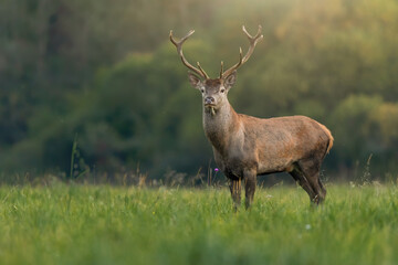 Young red deer, cervus elaphus, stag looking on a green meadow illuminated by morning sun. Shy mammal in colorful nature scenery. Animal wildlife on hay field with copy space.