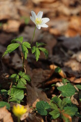 Gänseblume