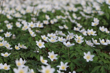 G&auml;nsebl&uuml;mchen Wiese