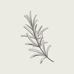Branch of rosemary. Flat contour vector illustration.