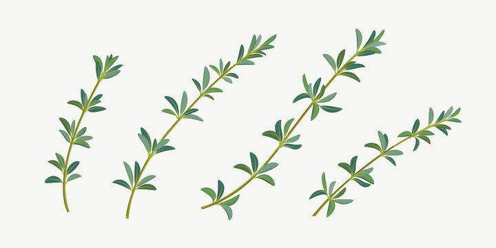 Set of thyme branch. Vector detailed illustration.