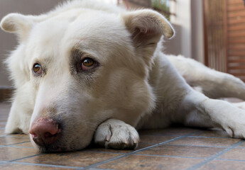 A white domestic dog sitting sad on a porch.