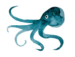 Atlantic ocean blue squid watercolor illustration on white