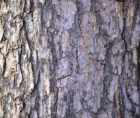 relief texture of the bark of the tree. tree bark background