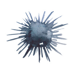 Watercolor black sea urchins in white background