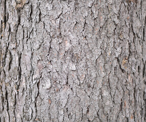 relief texture of the bark of the tree. tree bark background