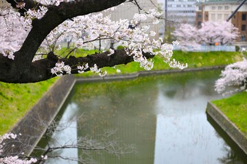 桜