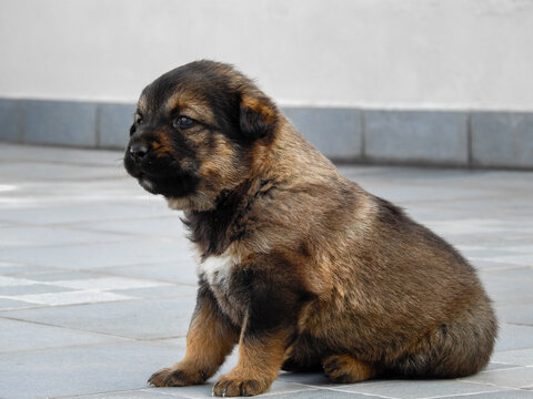 Himalayan Shepherd