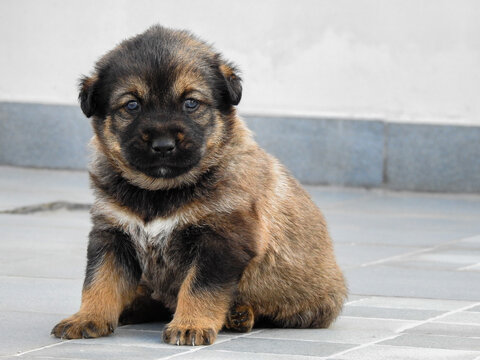 Himalayan shepherd dog cheap