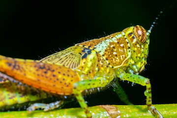 full colored grasshopper on the top of a green stalk
