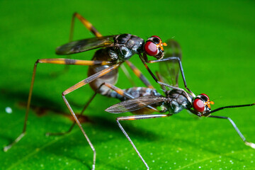 two mating insect on the top of a green leaf