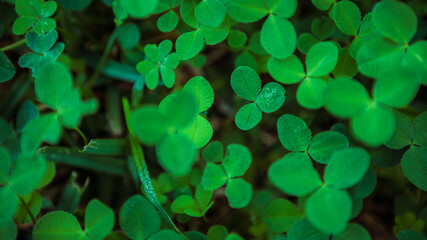 Close-up of real leaf clover on green shamrock field background. Top view.