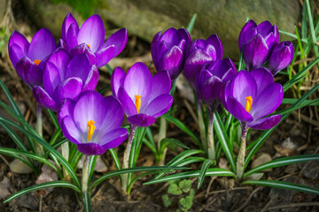 Violet crocuses in early spring garden. Close-up of flowering crocuses Ruby Giant on natural green background. Soft selective focus.