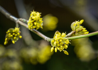 Lyric twig with yellow flowers on green blurred with bokeh background. Soft selective macro focus cornelian cherry blossom (Cornus mas, European cornel, dogwood) in early spring