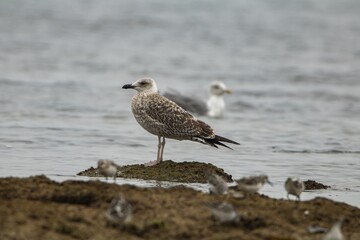 Seagull on a rock