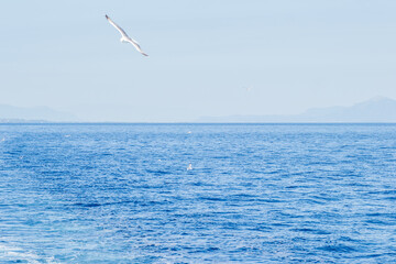 White seagulls fly in the blue sunny sky above the crystal blue sea.