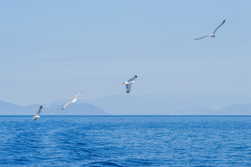 Fototapeta premium White seagulls fly in the blue sunny sky above the crystal blue sea.