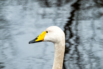 Tundra Swan - Cygnus bewickii swimming on lake in County Donegal - Ireland
